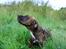 Vores hund Riki