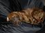 Vores hund Riki