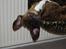 Vores hund Riki
