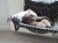 Vores hund Riki