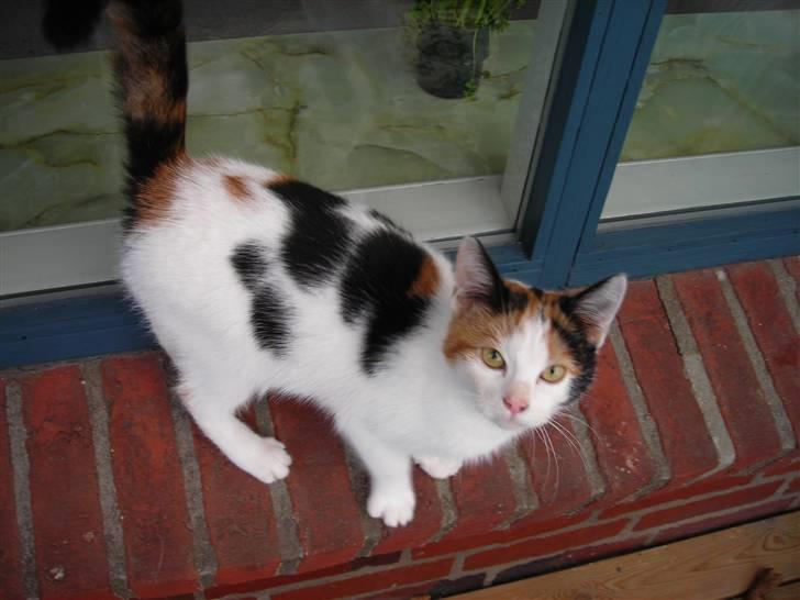 Mine Mittetatte - Molly billede 2