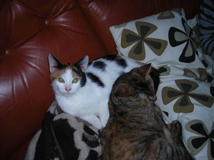 Mine Mittetatte - Miss Molly og Miss Maggie billede 4