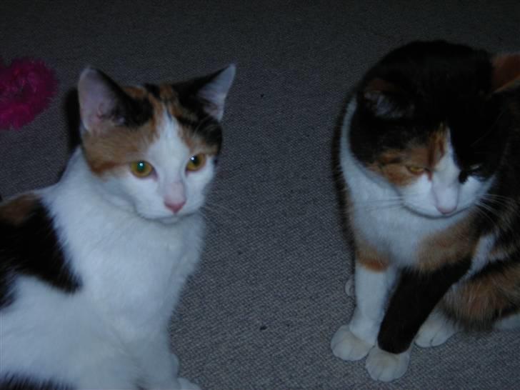 Mine Mittetatte - Molly og Bella billede 6