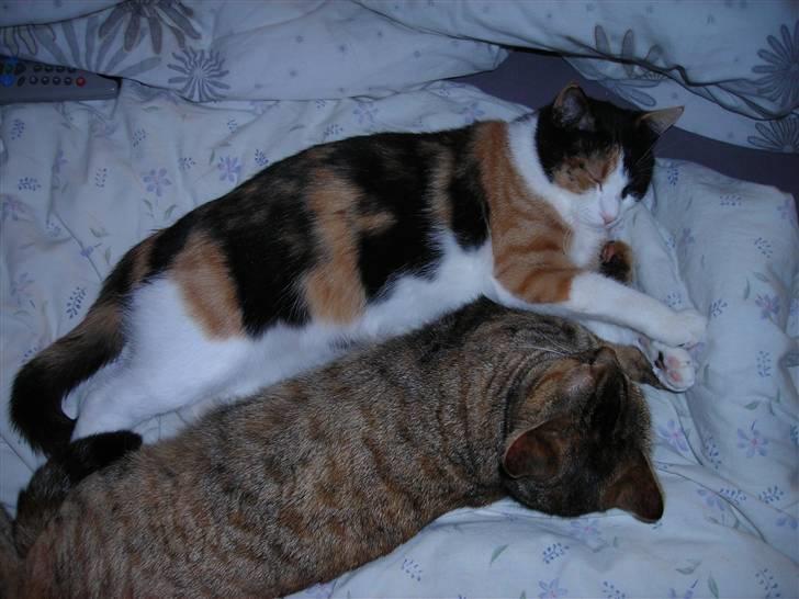 Mine Mittetatte - Bella Og Maggie ligger tæt billede 7