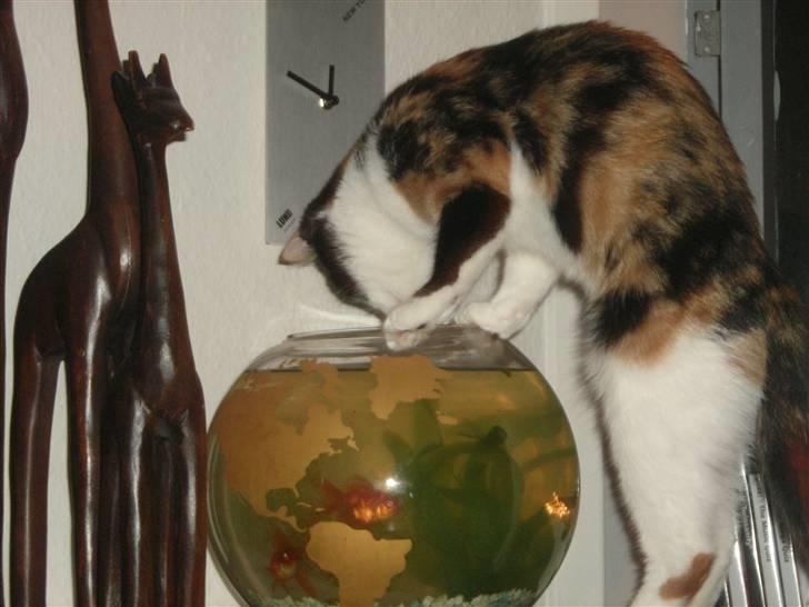 Mine Mittetatte - Bella elskede da vi passede Gittes Fisk Prop og Berta.. hun drak deres vand og spiste deres foder.. Men begge fisk overlevede dem var hun ikke ude efter;-) Hvad jeg ved af hehe.. billede 1
