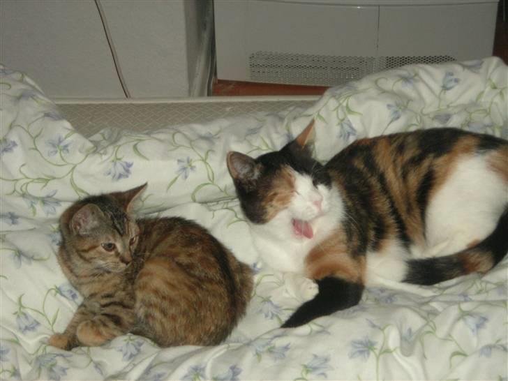 Mine Mittetatte - Lille bitte Maggie hvor er hun lille hun blir 2 år gammel her den 13 juli... billede 8
