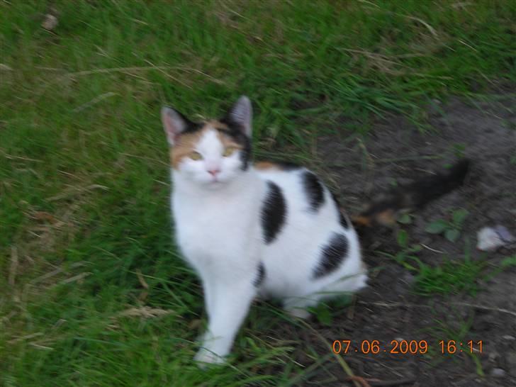 Mine Mittetatte billede 16