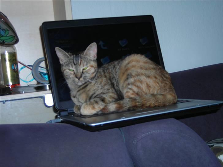 Mine Mittetatte - Min lille computer Kat;-) billede 17