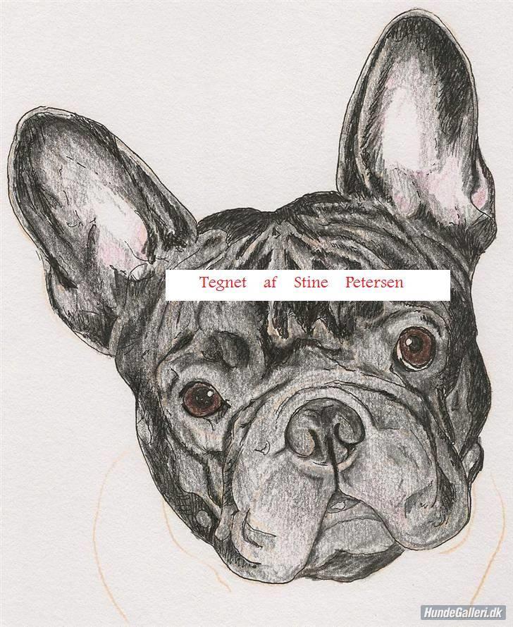 Mine tegninger - Fransk Bulldog billede 16