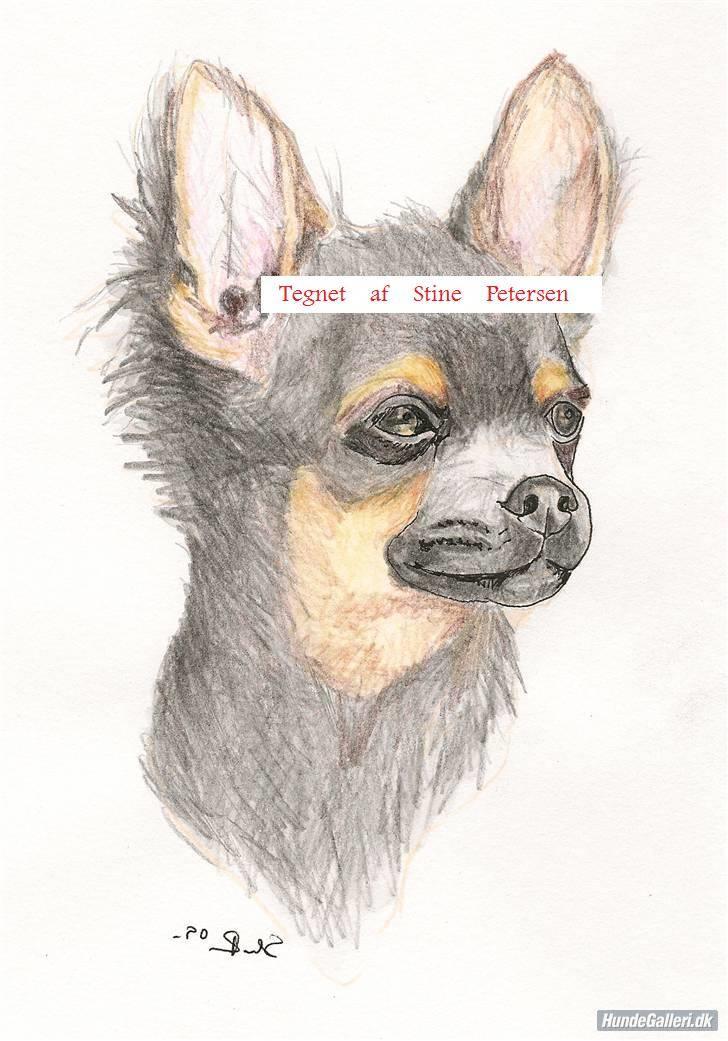 Mine tegninger - Chihuahua billede 17