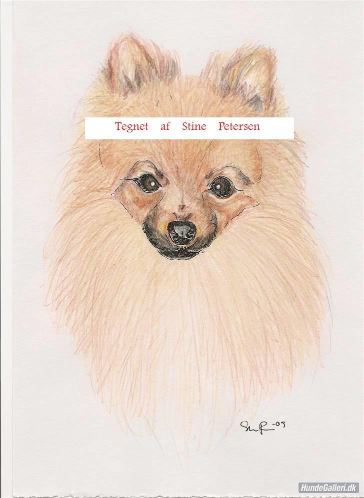 Mine tegninger - Pomeranian billede 18