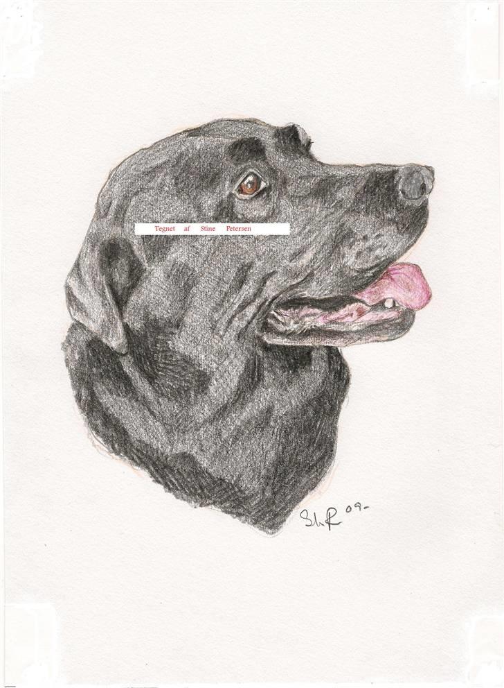 Mine tegninger - Ældre Labrador billede 10