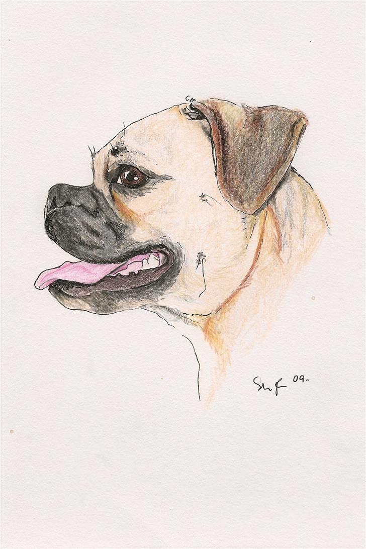Mine tegninger - Min hund billede 13