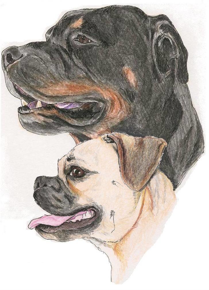 Mine tegninger - Min nye og gamle hund..
Prøvede at fusionere de to tegninger sammen via 'paint' - Ikke perfekt *G* billede 14
