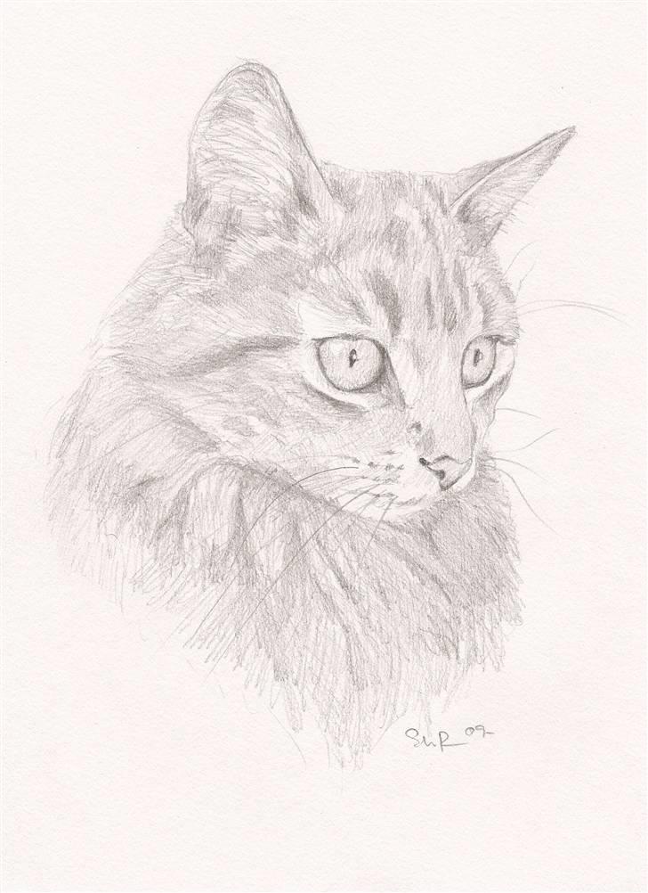 Mine tegninger - Maine Coon kat. Ligner nu mest en Skovkat, men det gør den også i virkeligheden ! :-) billede 5