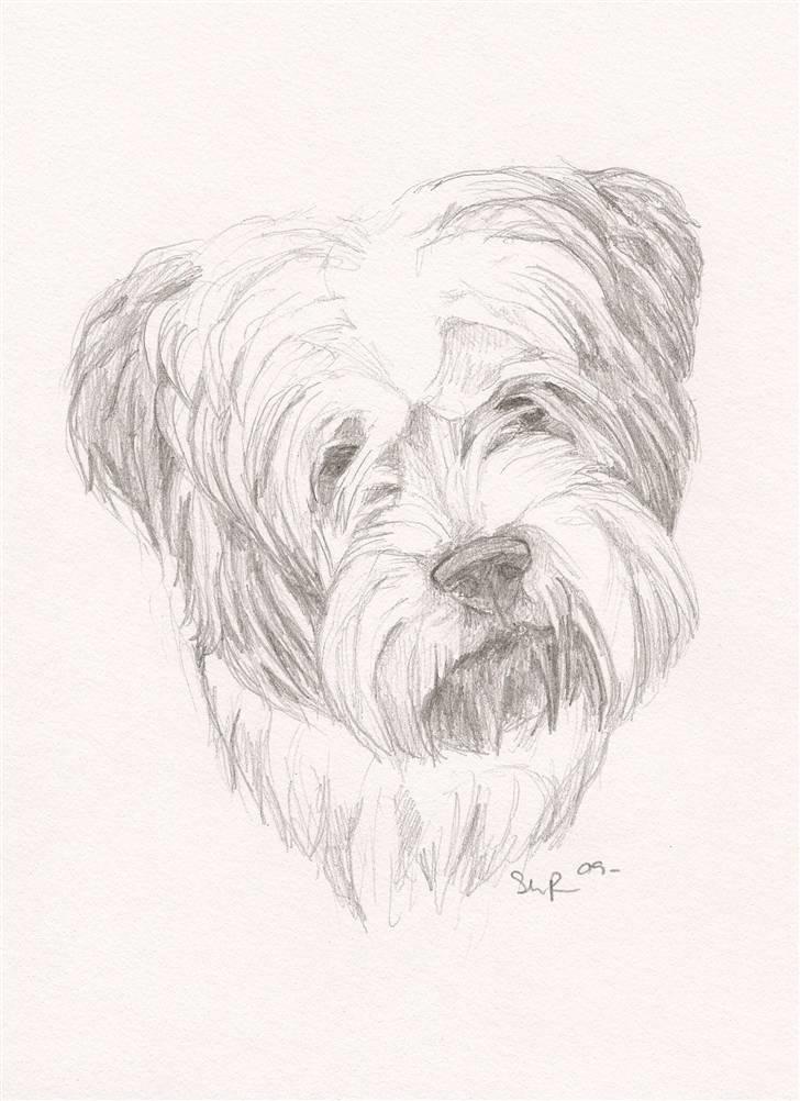 Blyants tegninger - Lhasa Apso billede 3