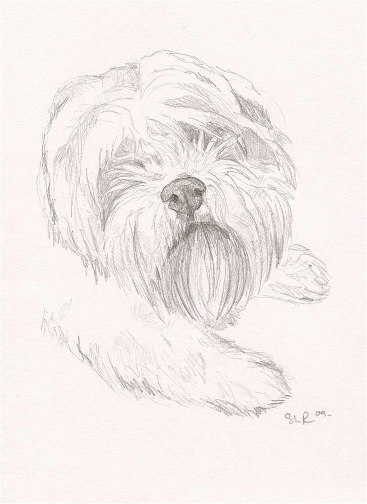 Blyants tegninger - Lhasa Apso billede 4