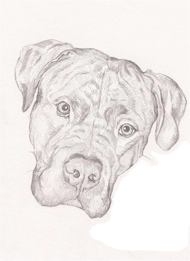Blyants tegninger - Amerikansk Bulldog/Mastiff
(Min hunds rigtig gode legekammerat) billede 5