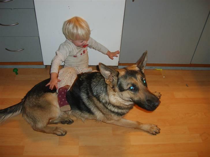 Pige charlotte  - mig og min hund sille  billede 12