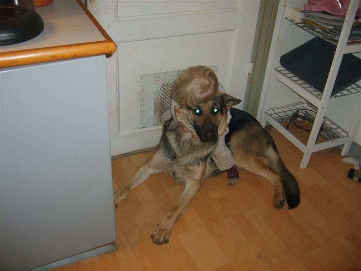 Pige charlotte  - mig og min hund sille billede 13