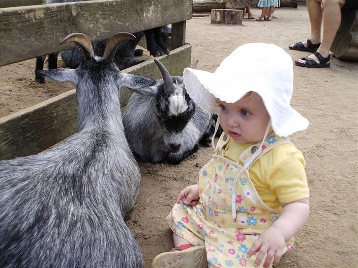 Pige Lotus billede 2