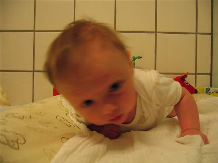 Pige Klara - jeg kæmper alt, hvad jeg kan for at få løftet det hoved!!! billede 2