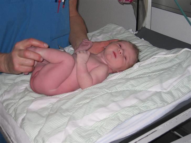 Pige Klara - det lille pus kun en time gammel billede 4