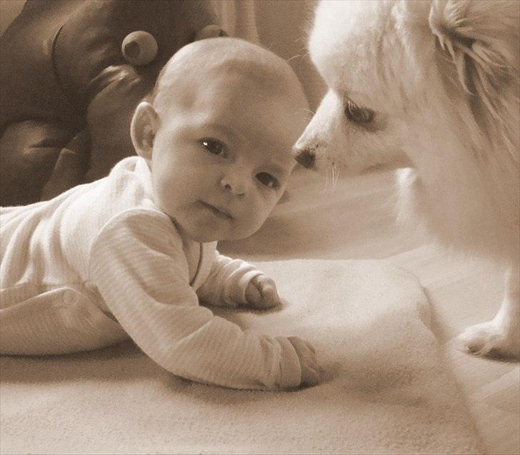 Pige Andrea - 7 uger gammel billede 6