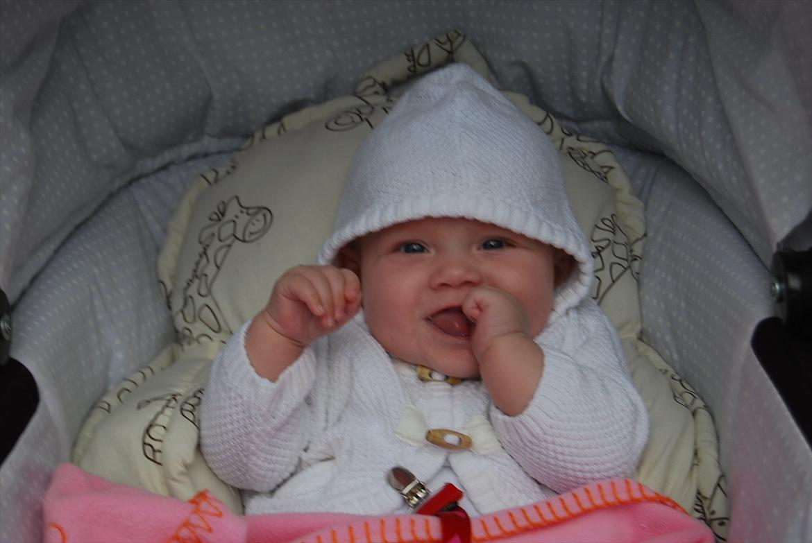 Pige Gabrielle - Næsten 6 måneder gammel. Vi nyder sensommeren med mange lange ture på Amager fællede med både hund og barnevogn billede 8