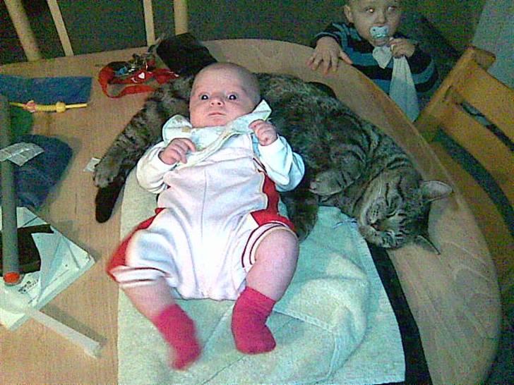 Pige Filuca - katten zimba er dejlig blød at ligge på ... billede 6