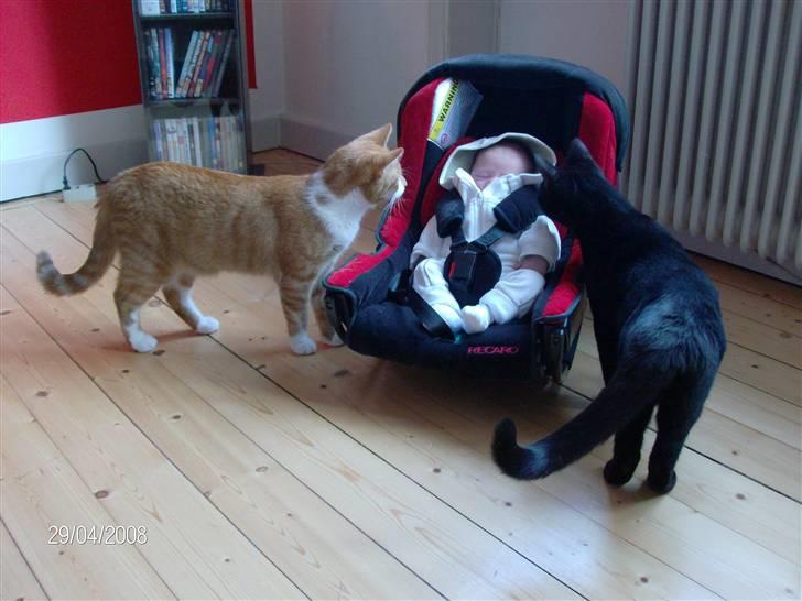 Dreng Oliver Huxi billede 5