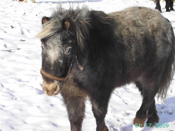 Dreng oliver - olivers pony TIMON billede 5