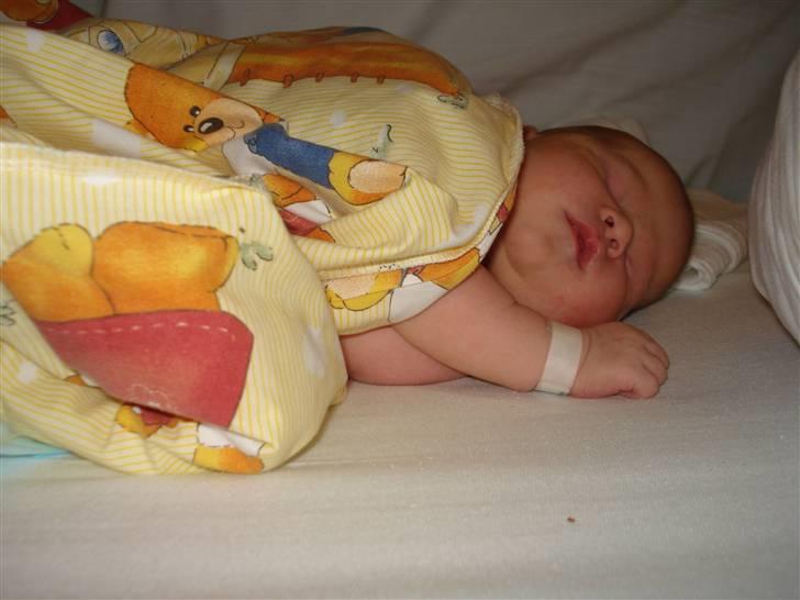 Pige Lærke billede 9