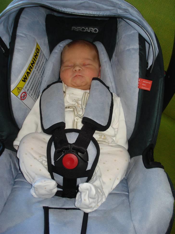 Pige Lærke billede 10