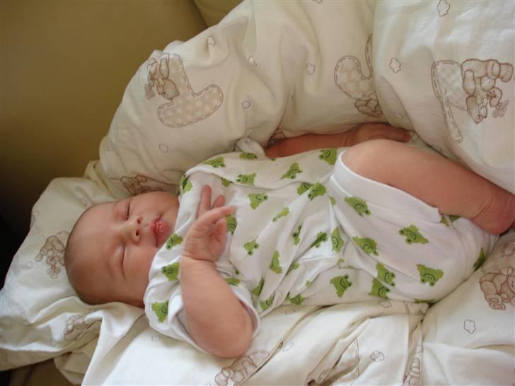 Pige Lærke billede 11