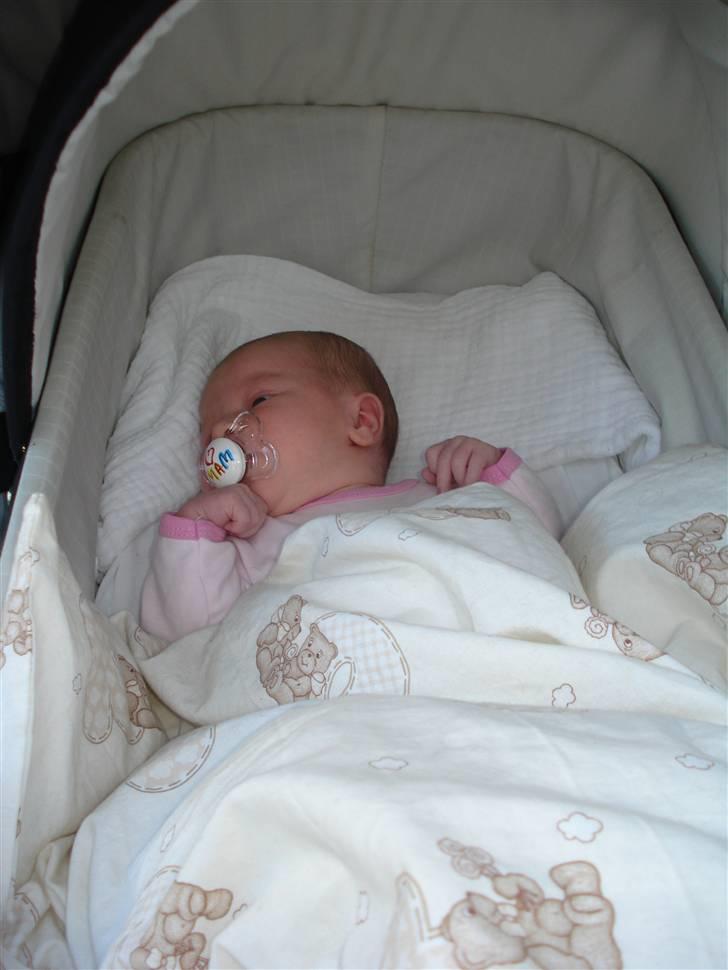 Pige Lærke billede 12