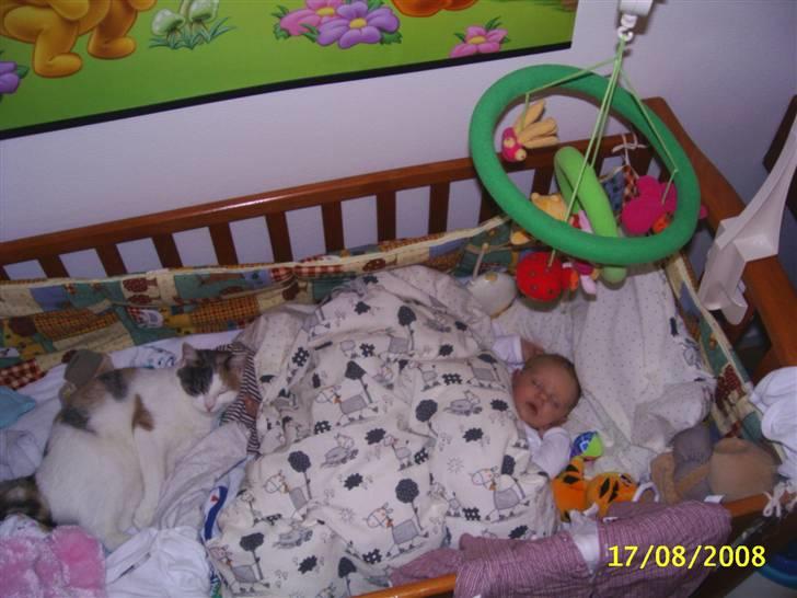 Pige Maiken billede 8