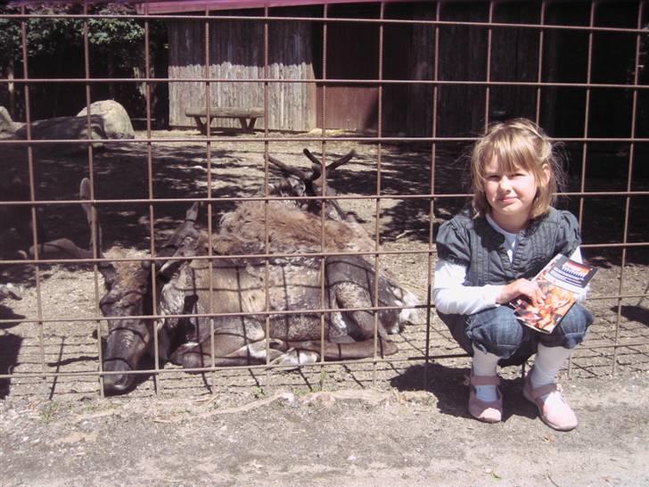 Pige Cecilie - Cecilie i odense zoo billede 7