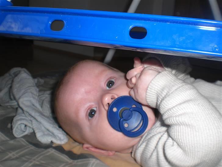 Dreng Mattie  billede 5