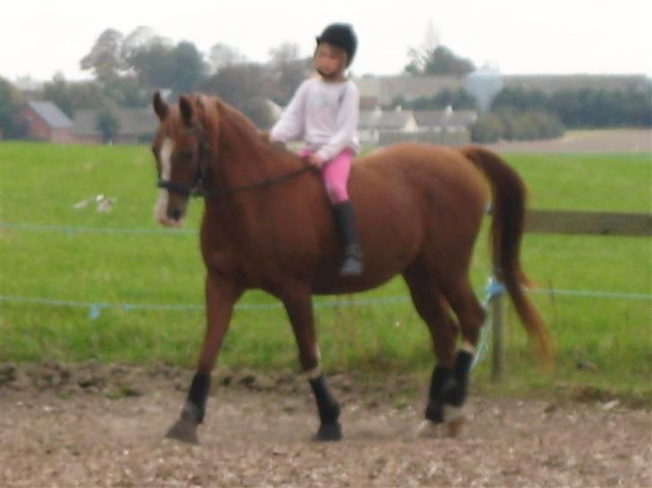 Pige Cecilie - Cecilie rider dressur på mors araber hest Cammosa billede 12