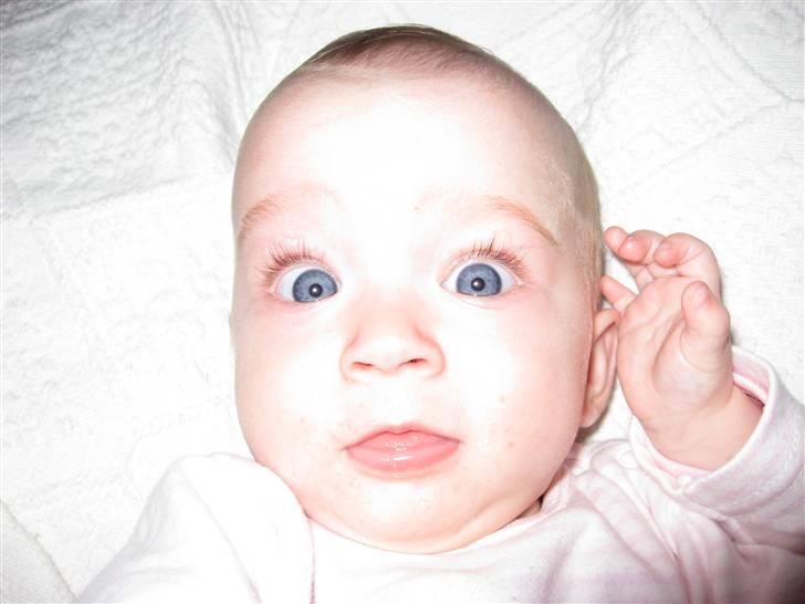 Pige Merle (tvilling) - Miss blue-eyes 2 billede 1