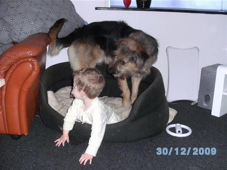 Dreng Noah - ej Balther, vi kan altså godt dele hundekurven... billede 5