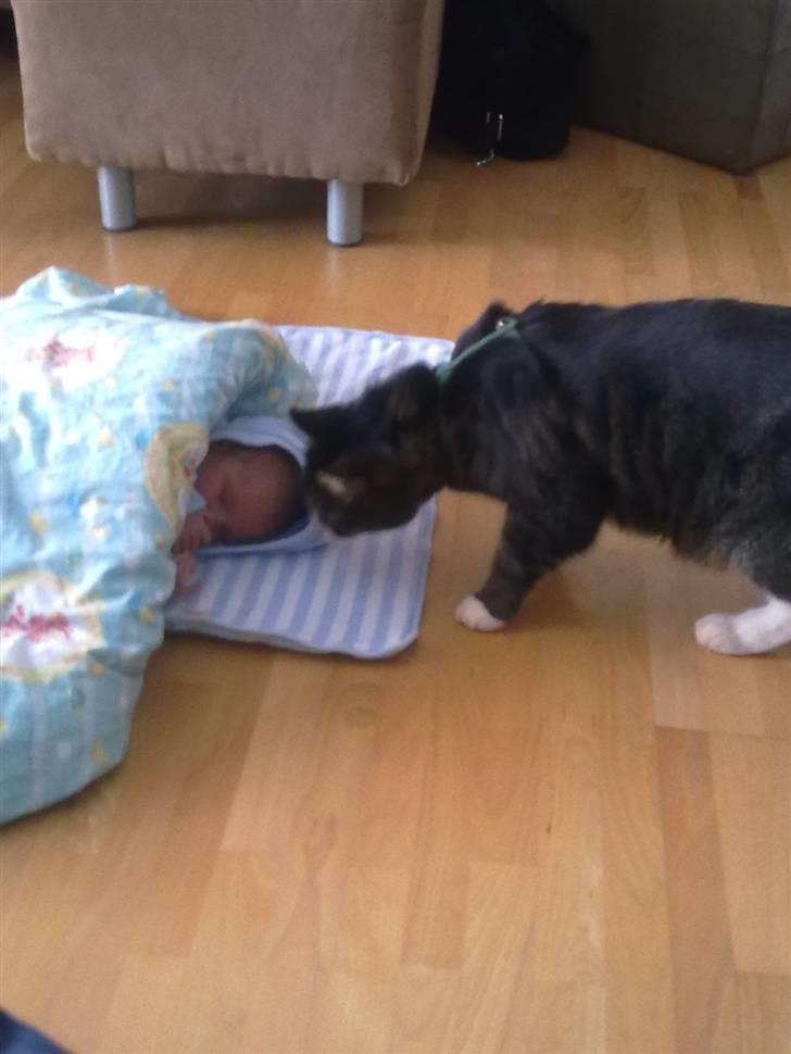 Dreng Jonathan R. S. Kristensen - Min baby mis snuser lidt til Jonathan billede 3