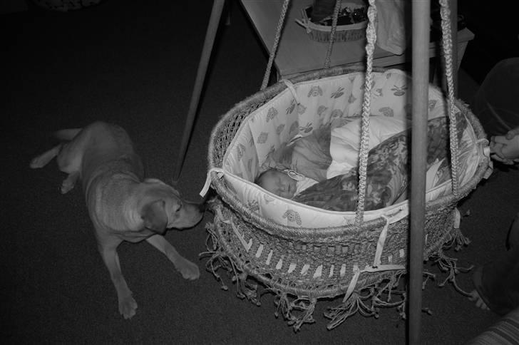 Pige Anna  - min hund luna passer på mig vi er meget gode venner og er meget opmærksom på hinanden billede 14