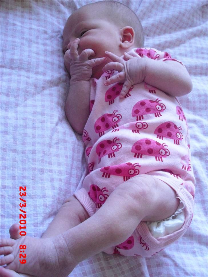 Pige Astrid Elvira billede 1