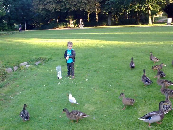 Dreng Mads Mathias Jensen - i bygholm parken i horsens og give ænderne mad billede 9