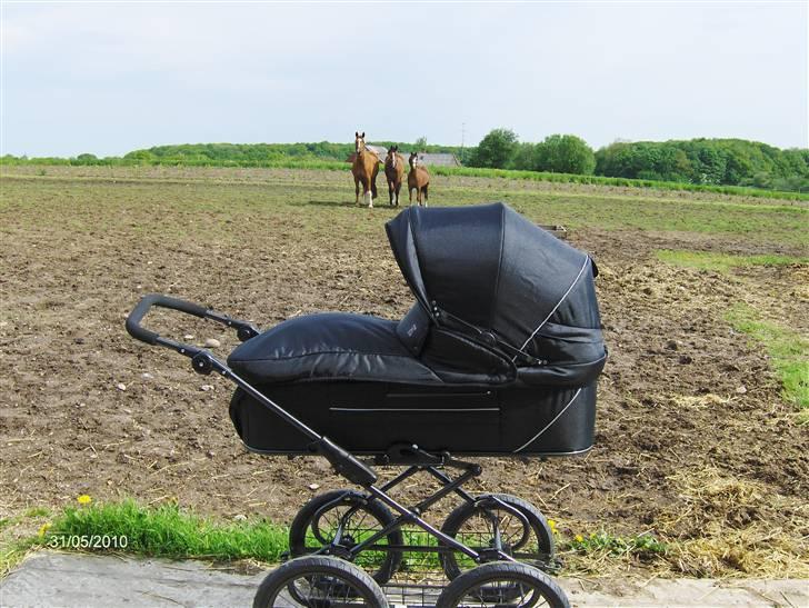 Pige Mie - 31 maj 10. Selvfølgelig med mor ude og se til hestene billede 8