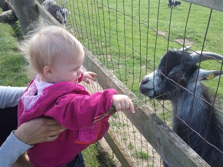 Pige Papaya Athena billede 14