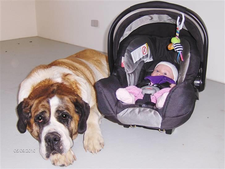 Pige Mie - Mie og vores hund Amy sept 2010 billede 13