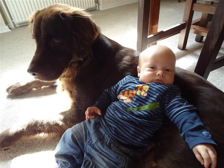 Dreng Gustav <3 - gustav hygger med bailey <3 mors drenge  billede 14